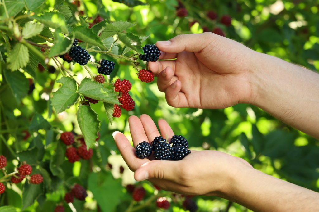 Hände pflücken Brombeeren vom Strauch und halten bereits gesammelte Brombeeren in der Hand.