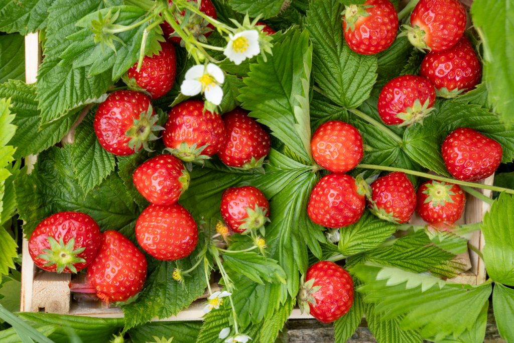 Eine Draufsicht auf reife Erdbeeren, die zusammen mit ihren grünen Blättern und weißen Blüten in einer Kiste liegen.