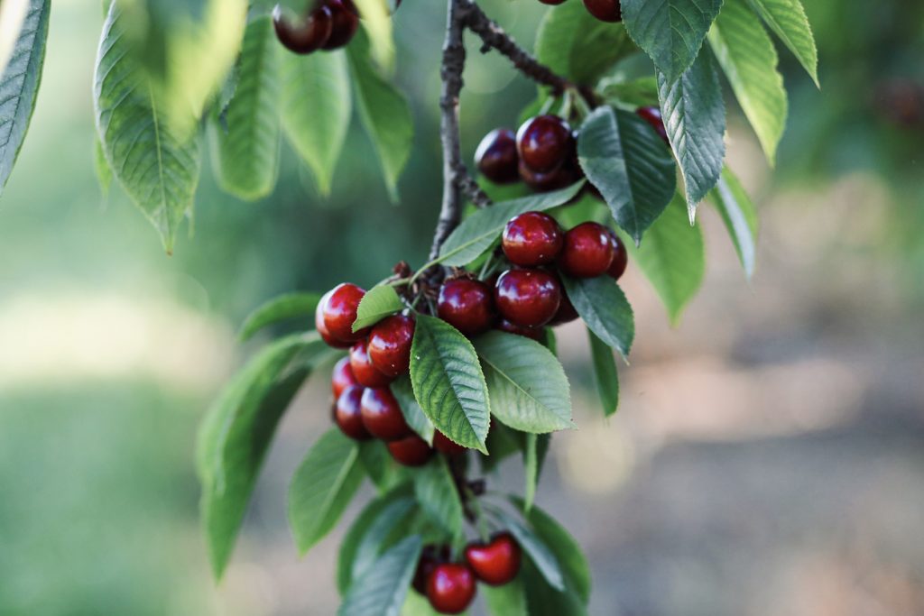 Ein Ast eines Kirschbaums trägt eine dichte Gruppe von reifen, dunkelroten Früchten vor einem leicht unscharfen grünen Hintergrund.