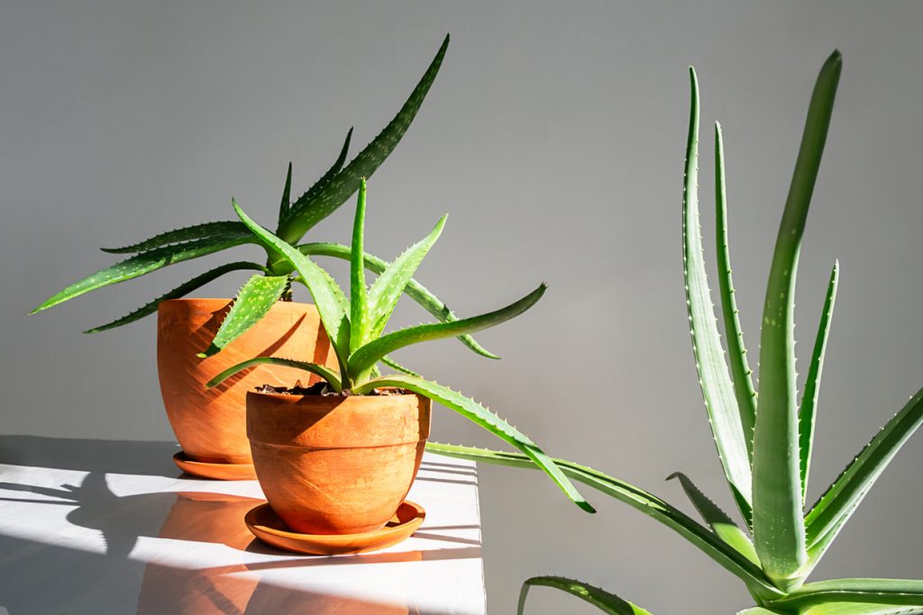 Mehrere Aloe Vera Pflanzen stehen in Terrakottatöpfen auf einer sonnigen Fensterbank.