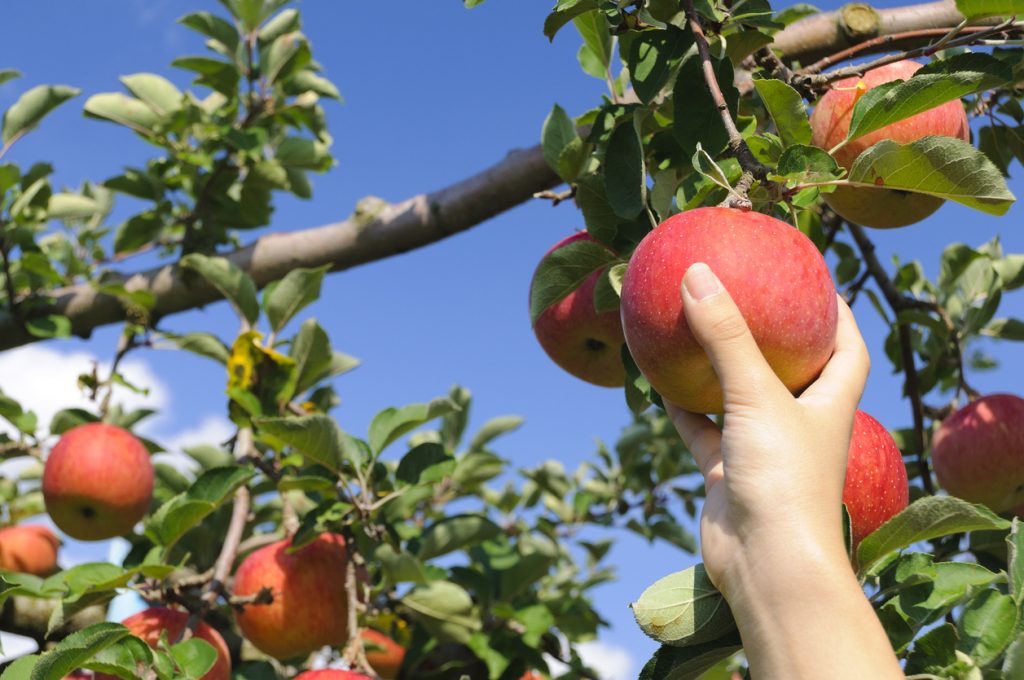 Eine Hand hält einen roten Apfel am Ast eines Apfelbaums vor blauem Himmel.