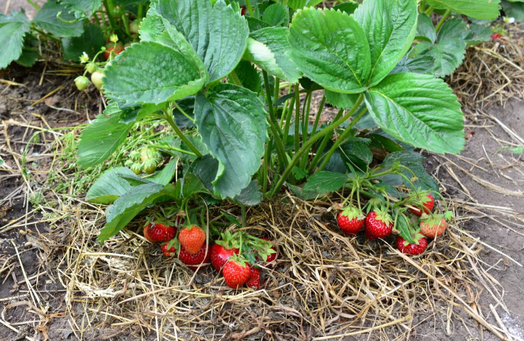 Eine kräftige Erdbeerpflanze im Gartenbeet, deren Früchte sauber auf einer dicken Schicht Stroh liegen.