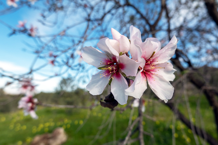 Eine Nahaufnahme zartrosa Mandelblüten mit rötlichem Zentrum an einem Ast vor einem grün leuchtenden Hintergrund.