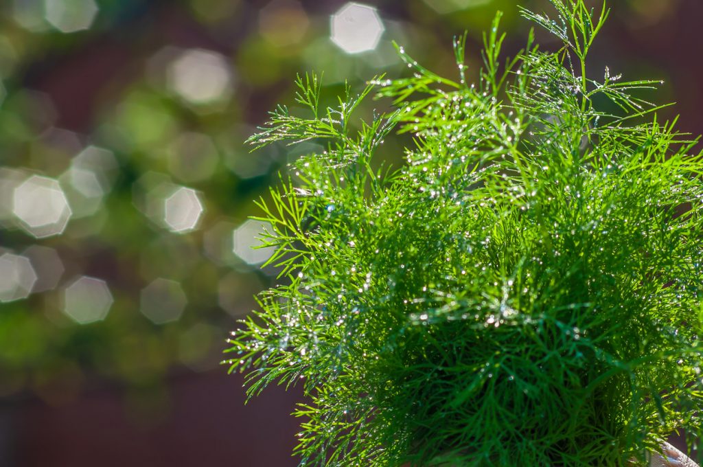 Feine Zweige einer Dill-Pflanze leuchten im hellen Gegenlicht und sind mit winzigen Wassertropfen bedeckt.