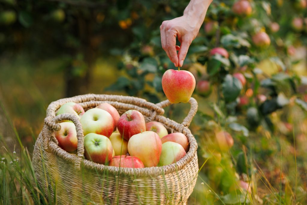 Ein Korb voller Äpfel steht im Gras, während eine Hand einen Apfel darüber hält.