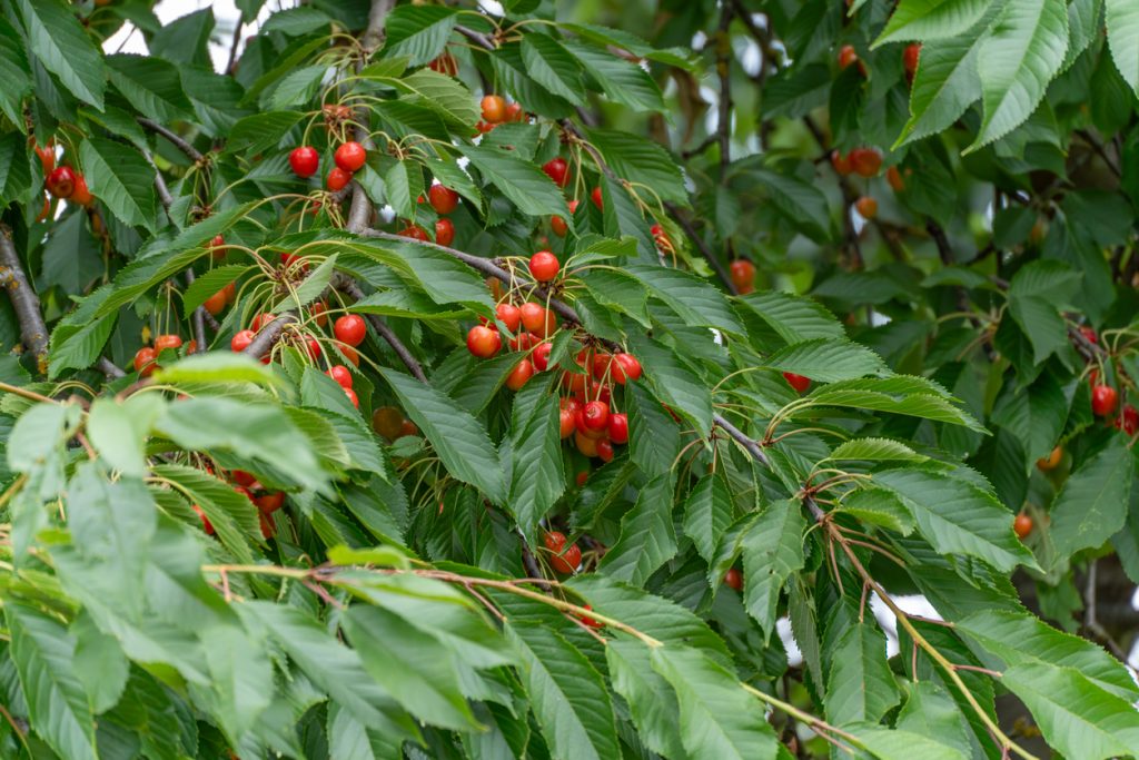 Zahlreiche hellrote und gelbe Kirschen hängen in Gruppen an den Zweigen eines Baumes zwischen grünen Blättern.