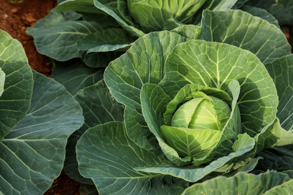 Ein großer, hellgrüner Kohlkopf wächst inmitten von ausladenden, dunkleren Außenblättern auf dunkler Erde.