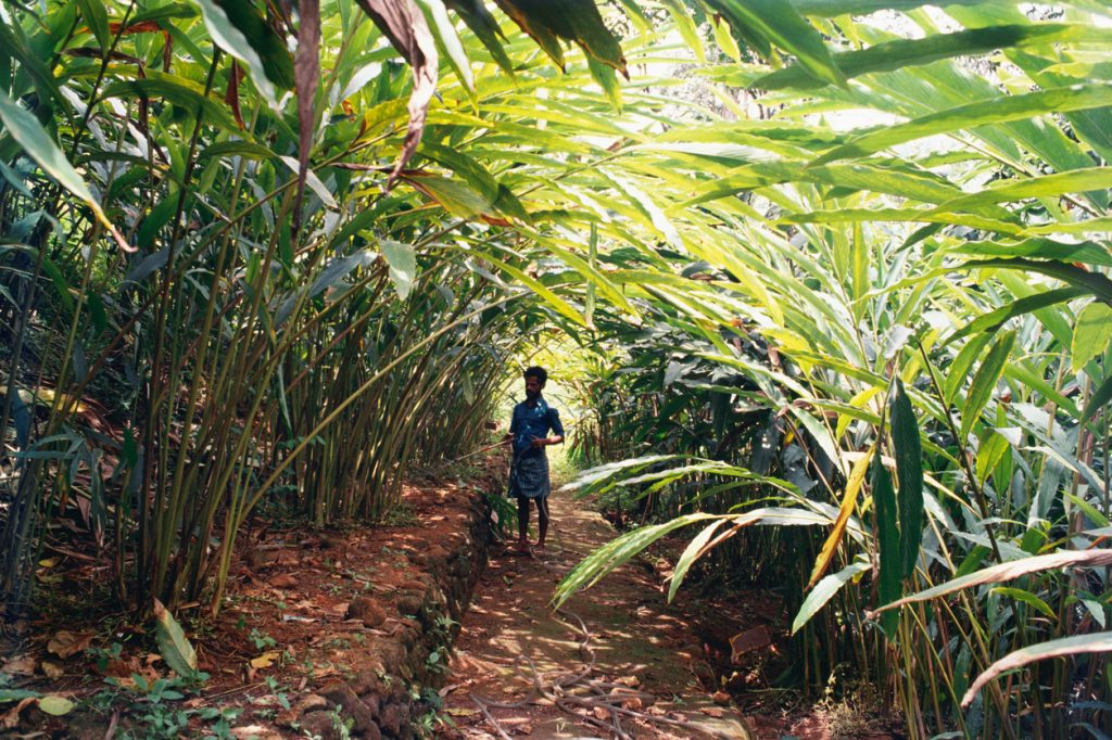 Ein Arbeiter steht auf einem schmalen Pfad inmitten von hohen, grünen Kardamomstauden.