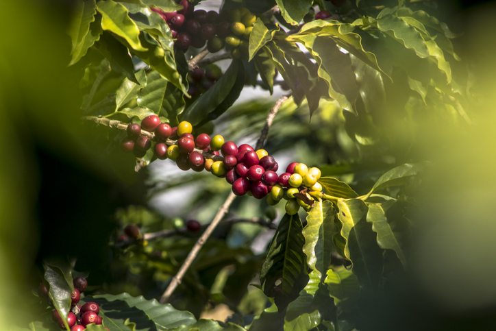 Ein Ast einer Kaffeepflanze mit dichten Büscheln von grünen, gelben und leuchtend roten Kaffeekirschen zwischen grünen Blättern.