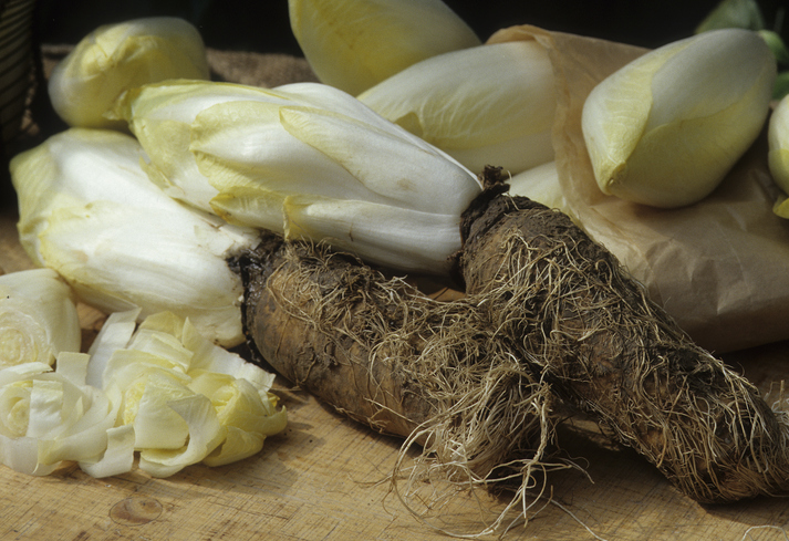 Frische weiße Chicorée-Köpfe liegen direkt neben den dunklen, erdigen Chicorée-Wurzeln.