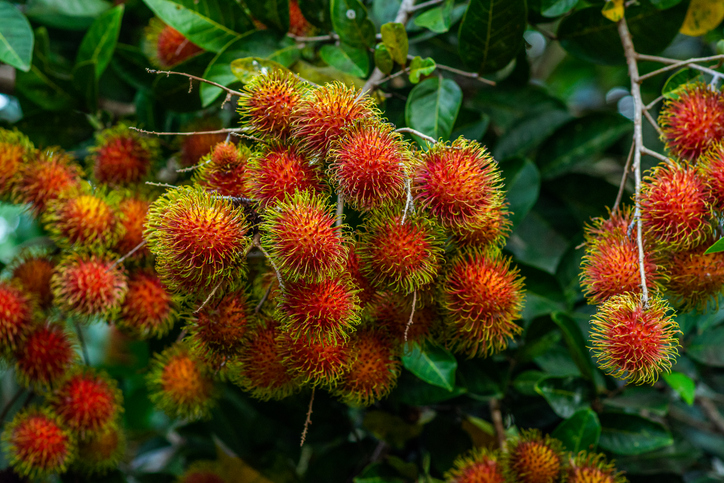 Viele rot gelbe Rambutan-Früchte hängen in dichten Büscheln zwischen grünen Blättern.