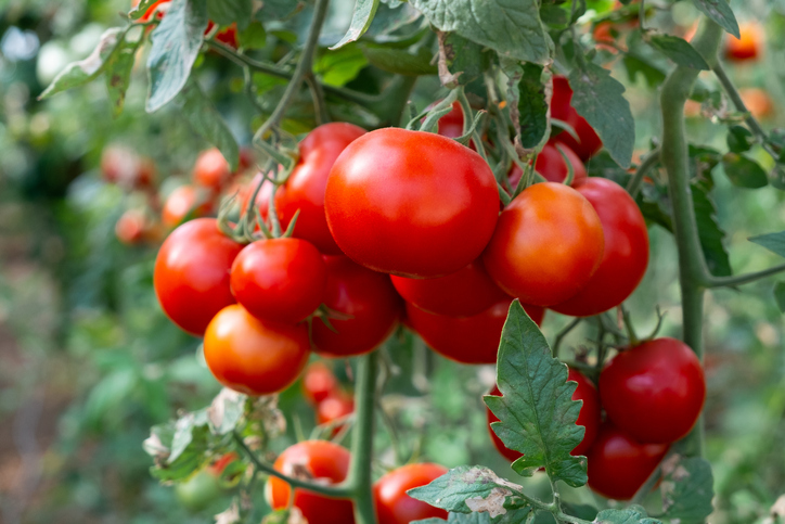 Mehrere rote Tomaten hängen dicht an einer grünen Tomatenpflanze.