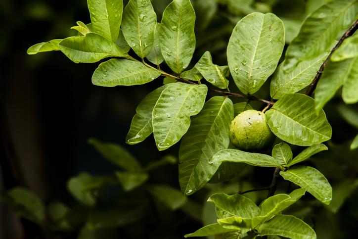 Eine einzelne grüne Guavenfrucht hängt an einem Ast mit großen, strukturierten grünen Blättern.