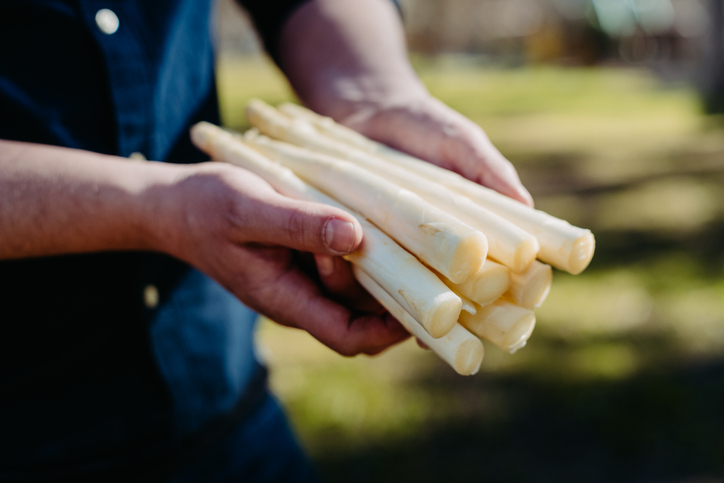 Zwei Hände halten ein Bündel weißen Spargel im Freien.