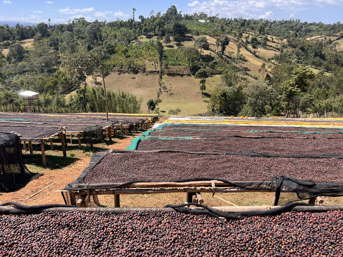 Weite Ebenen mit hölzernen Trockengestellen voller Kaffeebohnen in einer hügeligen, grünen Landschaft unter blauem Himmel.