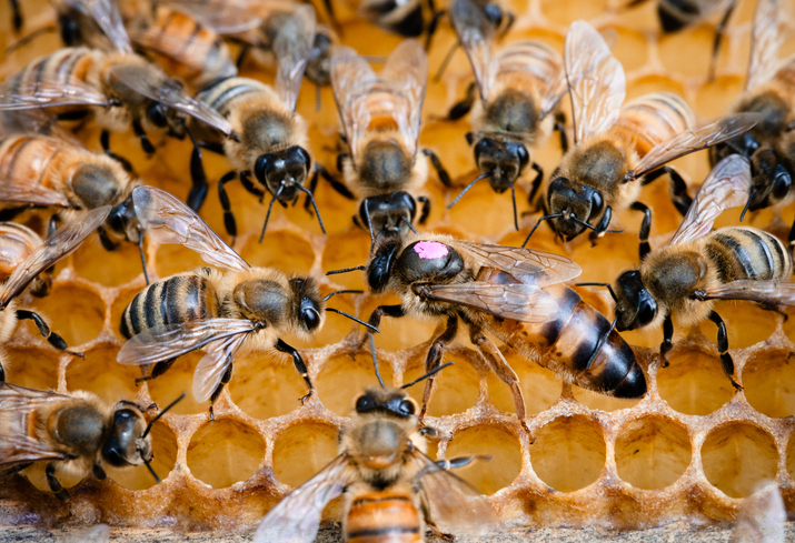 Nahaufnahme von Honigbienen auf einer Wabe, wobei die größere Bienenkönigin mit einer rosa Markierung deutlich erkennbar ist.