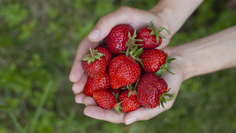 Zwei Hände halten mehrere rote Erdbeeren vor einem grünen Hintergrund.
