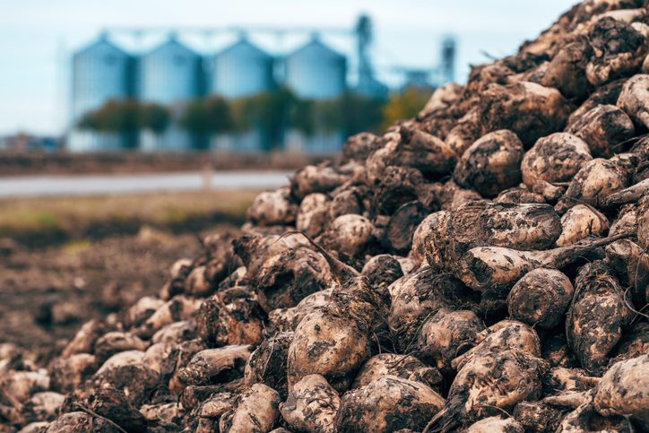 Ein riesiger Haufen Zuckerrüben auf einem Feld, im Hintergrund sind Silos einer Zuckerfabrik zu sehen.