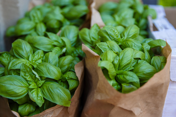 Mehrere kräftige Basilikumpflanzen stehen dicht nebeneinander in braunen Papiertüten.