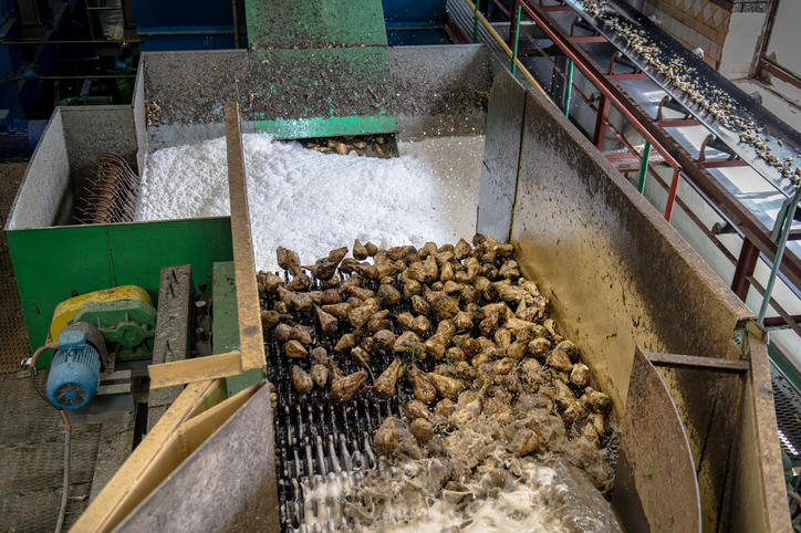 Zuckerrüben werden in einer industriellen Anlage auf Förderbändern mit Wasser gewaschen.