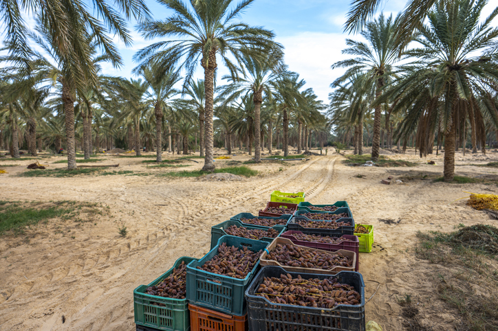 Zahlreiche bunte Erntekisten mit Datteln stehen auf einem sandigen Weg inmitten eines riesigen Palmenhains.