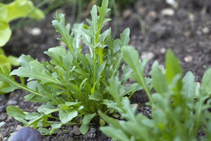 Junger Rucola wächst mit gezackten grünen Blättern in dunkler Erde.