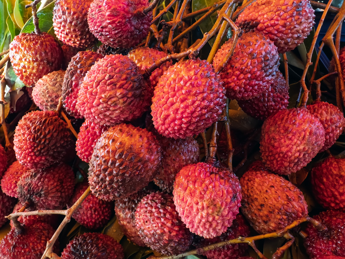 Viele rote Litschis hängen dicht zusammen an dünnen Zweigen mit Blättern.
