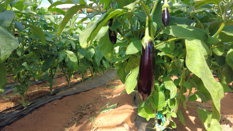 Lange Auberginen hängen in einem Gewächshaus zwischen großen grünen Blättern.