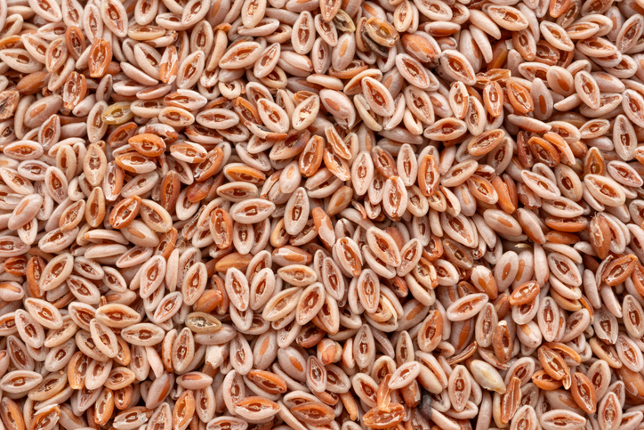 Viele einzelne Flohsamen sind dicht nebeneinander in einer detailreichen Nahaufnahme zu sehen.