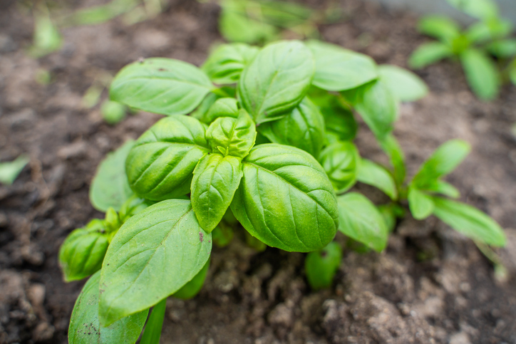 Eine kleine Basilikumpflanze wächst in lockerer Erde im Gartenbeet.