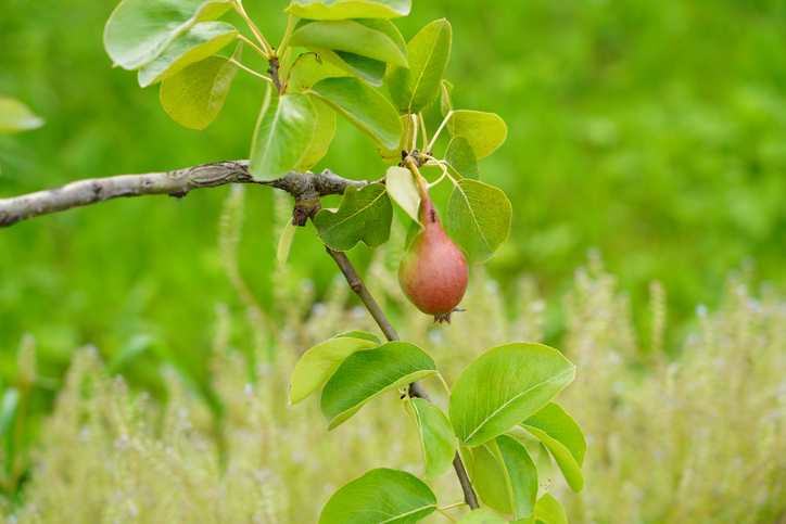 Eine kleine rötliche Birne hängt an einem Ast mit frischen grünen Blättern.