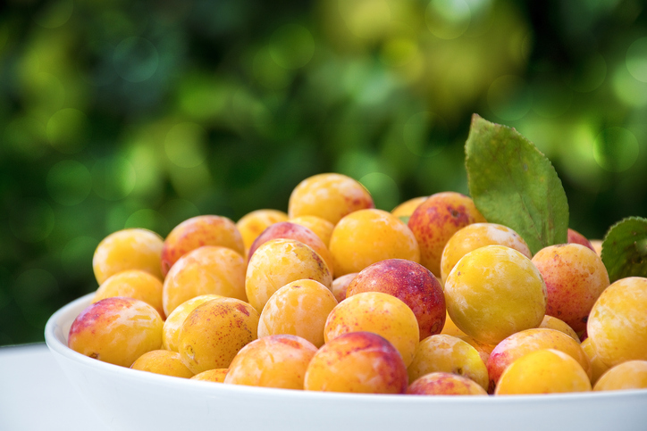 Eine weiße Schale voller gelber und leicht rötlicher Mirabellen vor einem weich gezeichneten, grünen Gartenhintergrund.
