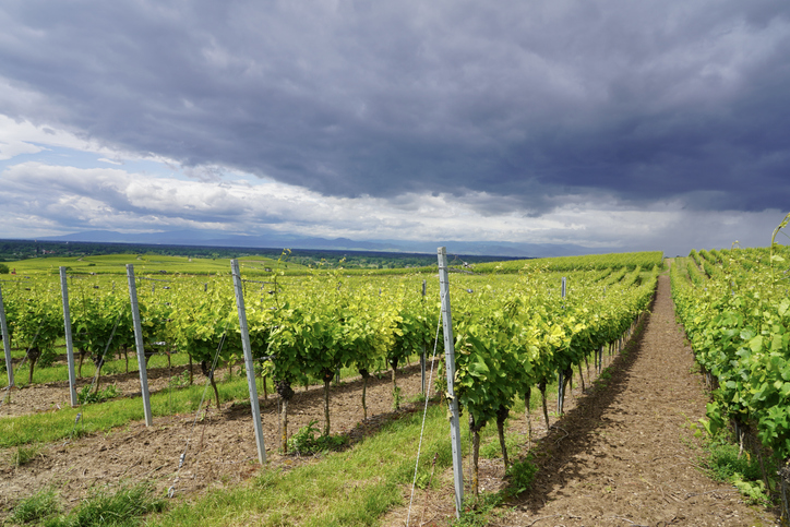 Ein weiter Weinberg mit Rebreihen erstreckt sich unter einem bewölkten Himmel.