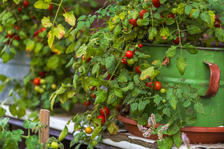 Viele kleine Tomaten wachsen an einer buschigen Pflanze in einem grünen Pflanzgefäß.