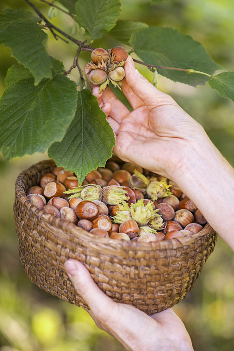 Eine Hand pflückt Haselnüsse vom Ast über einem gefüllten Korb.