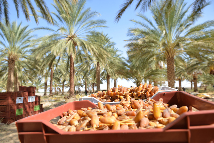 Plastikkisten voller frisch geernteter, heller Datteln stehen im Vordergrund vor einer weitläufigen Palmenplantage unter blauem Himmel.