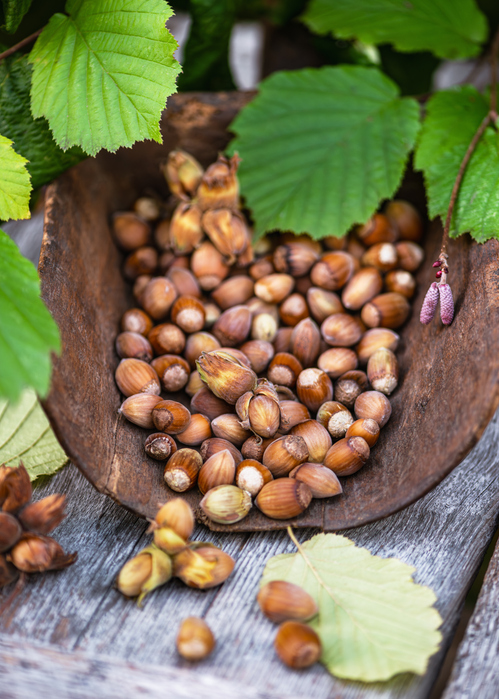 Viele Haselnüsse liegen in einer alten Holzschale zwischen grünen Blättern.