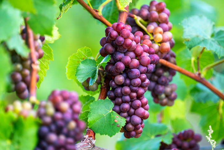 Eine Traube mit rötlichen Weintrauben hängt zwischen grünen Blättern am Ast.