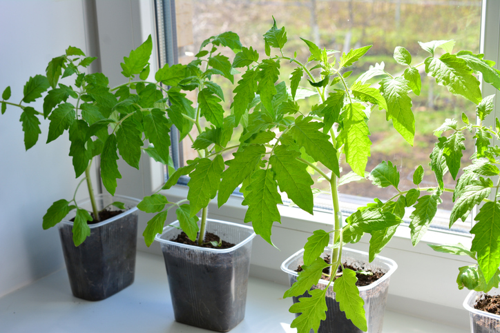 Junge Tomatenpflanzen stehen in kleinen Töpfen auf einer hellen Fensterbank.