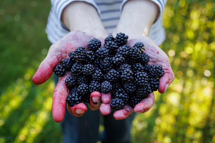 Geöffnete Hände voller frischer, dunkler Brombeeren mit Beerensaft an den Fingern.
