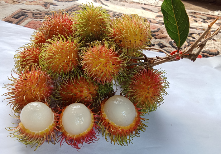 Mehrere Rambutan-Früchte mit stacheliger Schale und weißem Fruchtfleisch liegen auf einem Ast.
