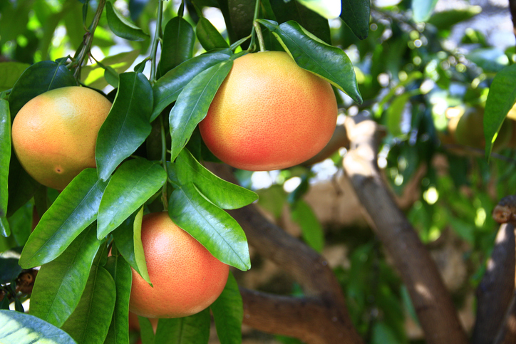 Drei reife Grapefruits hängen an einem Ast mit grünen Blättern im hellen Sonnenlicht.