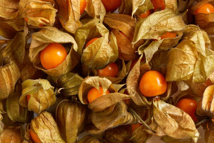 Viele reife Physalis-Früchte, die teilweise noch von ihren getrockneten, papierartigen Kelchblättern umschlossen sind.