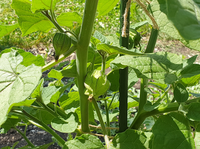 Eine grüne Physalis-Pflanze mit noch geschlossenen, lampionartigen Kelchen an den Stielen.