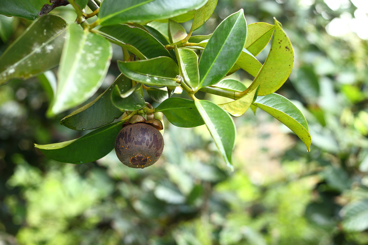 Eine reifende Mangostan-Frucht hängt an einem Ast zwischen leuchtend grünen Blättern