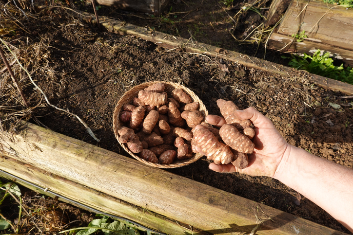 Eine Hand hält eine Handvoll Topinambur-Knollen über ein Körbchen, das auf dem Rand eines hölzernen Hochbeets steht.
