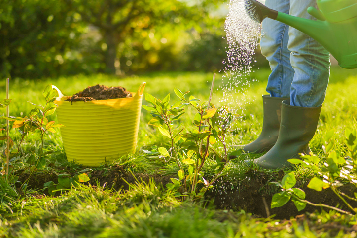 Eine Person in Gummistiefeln gießt junge Blaubeersträucher in einem sonnigen Garten mit einer grünen Gießkanne.