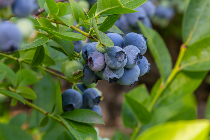 Ein dichter Zweig mit Blaubeeren in verschiedenen Reifestadien, von hellgrün über rötlich-violett bis hin zu reifem Blau.