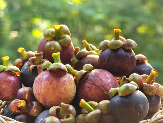 Ein Korb gefüllt mit reifen, violetten Mangostan-Früchten in einer natürlichen Umgebung