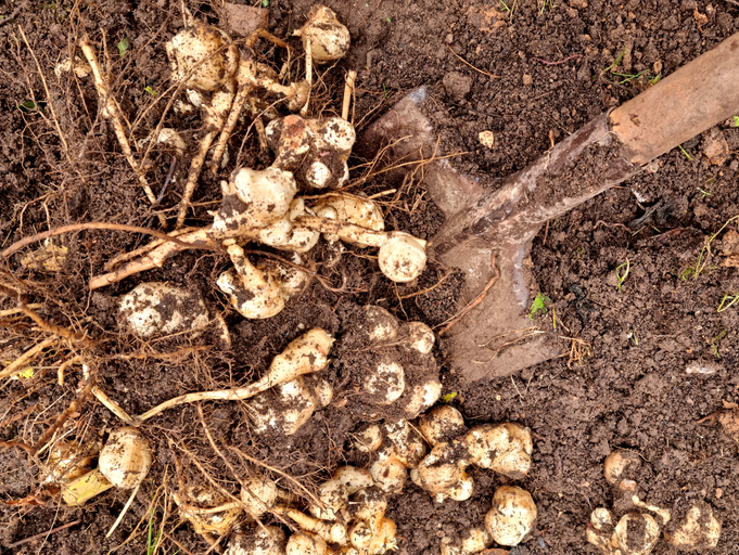 Ein Haufen frisch ausgegrabener Topinambur-Knollen liegt neben einem Spaten auf dunkler Gartenerde.